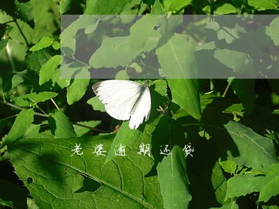 老婆逾期还贷