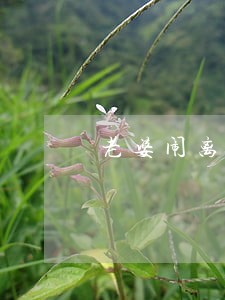 老婆闹离婚被老丈人接回家 老婆闹离婚被老丈人接回家