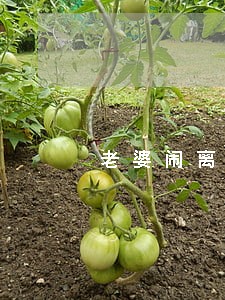 老婆闹离婚要自己单过 老婆闹离婚要自己单过