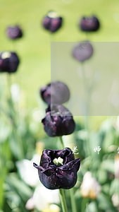 老师欠款逾期有什么影响 老师欠款逾期有什么影响