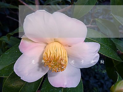 老年人信用卡逾期 老年人信用卡逾期