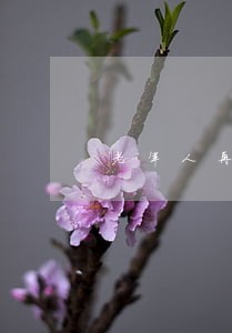 老年人再婚后不能离婚