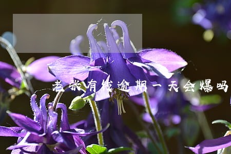 老张有钱逾期一天会爆吗 老张有钱逾期一天会爆吗