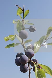 老张有钱逾期三天 老张有钱逾期三天