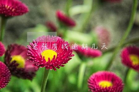 老张有钱逾期几天 老张有钱逾期几天