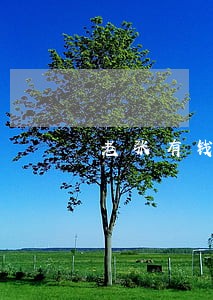 老张有钱逾期利息 老张有钱逾期利息