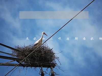 老收到还呗逾期催收短信 老收到还呗逾期催收短信
