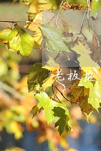 老板拖欠工作导致银行逾期