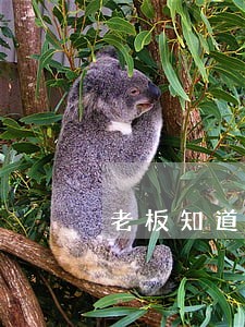 老板知道我的信用卡逾期了 老板知道我的信用卡逾期了