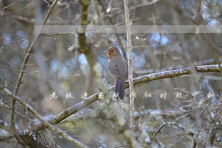 老板进监狱诉讼时效中断 老板进监狱诉讼时效中断
