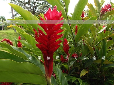 老梁信用卡可以逾期一个月之久吗 老梁信用卡可以逾期一个月之久吗