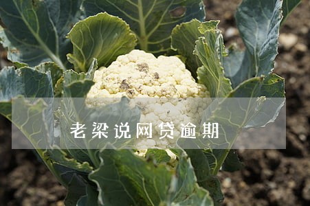 老梁说网贷逾期 老梁说网贷逾期