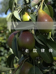 老款律师证 老款律师证