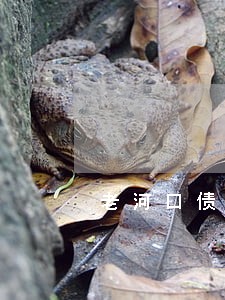 老河口债务纠纷律师多少钱