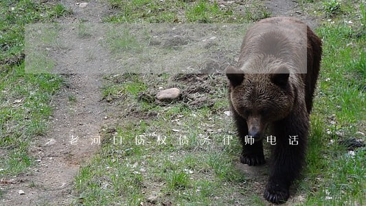 老河口债权债务律师电话