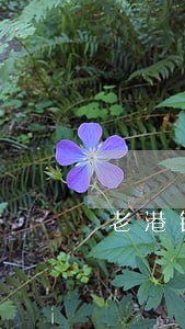 老港镇招摇撞骗罪律师