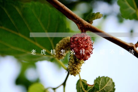 老虎机怎么样才能不违法 老虎机怎么样才能不违法