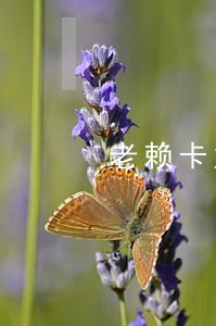 老赖卡奴逾期后续