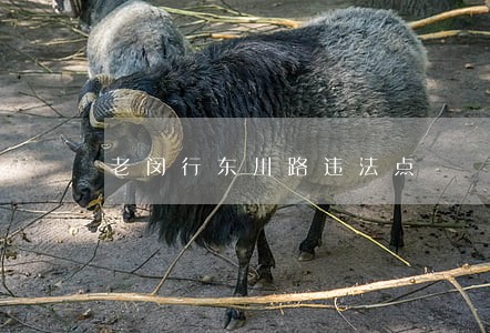 老闵行东川路违法点 老闵行东川路违法点