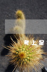 考上是什么等级