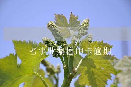 考事业编信用卡逾期