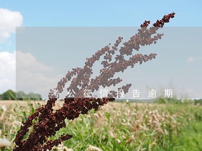 考公征信报告逾期 考公征信报告逾期