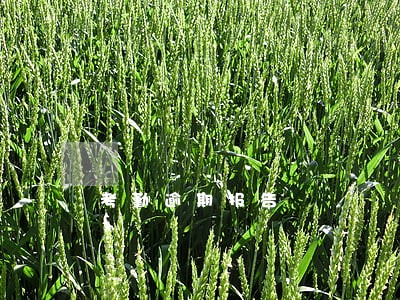 考勤逾期报告 考勤逾期报告