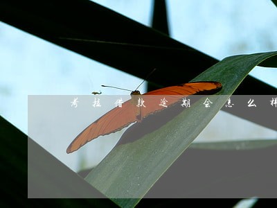 考拉借款逾期会怎么样