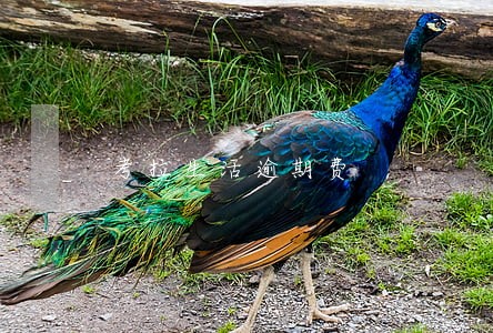 考拉生活逾期费