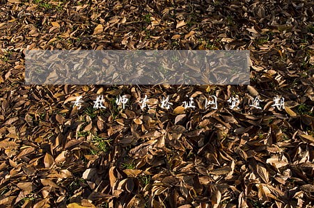 考教师资格证网贷逾期 考教师资格证网贷逾期