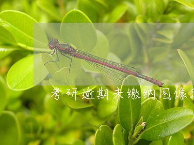 考研逾期未缴纳图像采集 考研逾期未缴纳图像采集