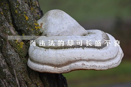 而违法的却可长盛不衰 而违法的却可长盛不衰