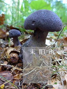 耒阳市融资平台逾期 耒阳市融资平台逾期