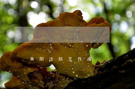 耒阳法院王作成 耒阳法院王作成