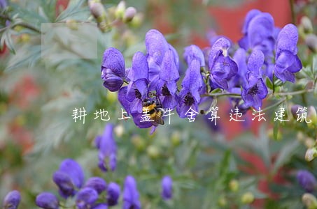 耕地上盖牛舍算违法建筑吗 耕地上盖牛舍算违法建筑吗