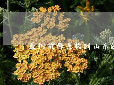 聂树斌母亲收到山东法院延期通知 聂树斌母亲收到山东法院延期通知