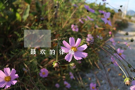 聂欢的律师 聂欢的律师