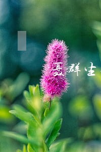 聂群生律师 聂群生律师
