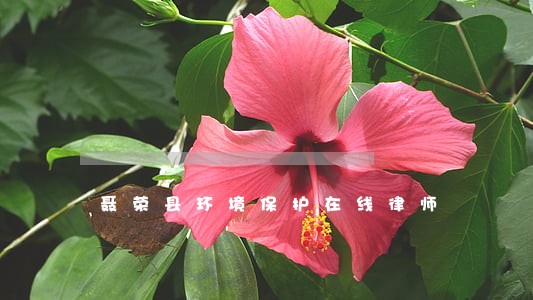 聂荣县环境保护在线律师 聂荣县环境保护在线律师