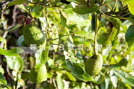 聊城众合联盟法律咨询 聊城众合联盟法律咨询