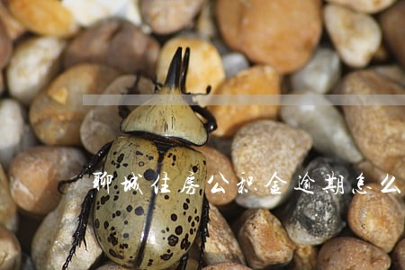 聊城住房公积金逾期怎么办 聊城住房公积金逾期怎么办