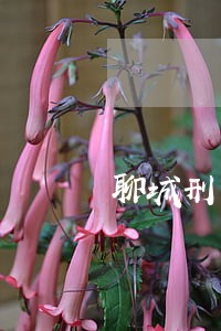 聊城刑事案法律咨询 聊城刑事案法律咨询