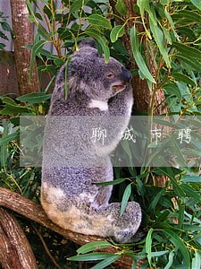 聊城市聘请法律顾问 聊城市聘请法律顾问