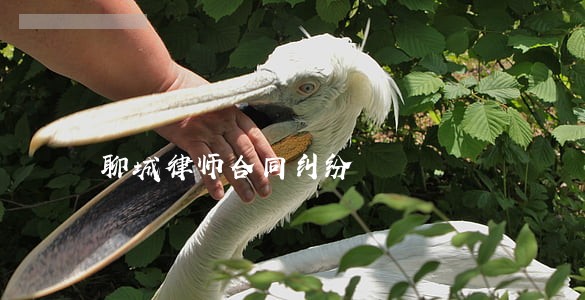 聊城律师合同纠纷 聊城律师合同纠纷
