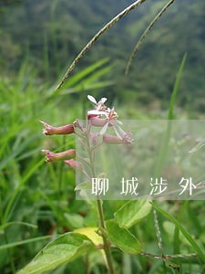聊城涉外仲裁在线律师咨询 聊城涉外仲裁在线律师咨询