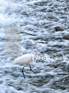 聊城这里新增12处违法抓拍