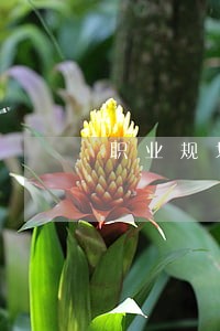 职业规划中国税务出版社法律出版社 职业规划中国税务出版社法律出版社