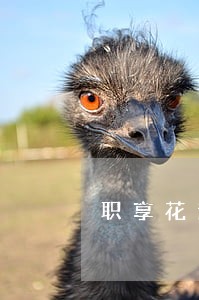 职享花逾期会上征信吗 职享花逾期会上征信吗