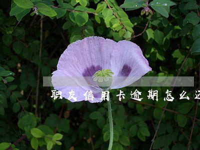 职友信用卡逾期怎么还款