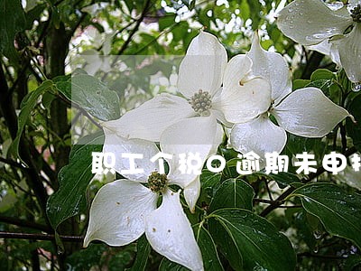 职工个税0逾期未申报 职工个税0逾期未申报